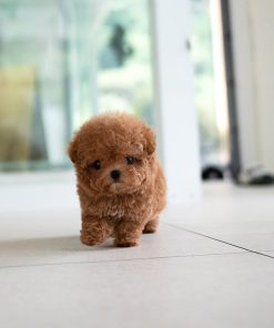Alternative view of Oliver Poodle puppy
