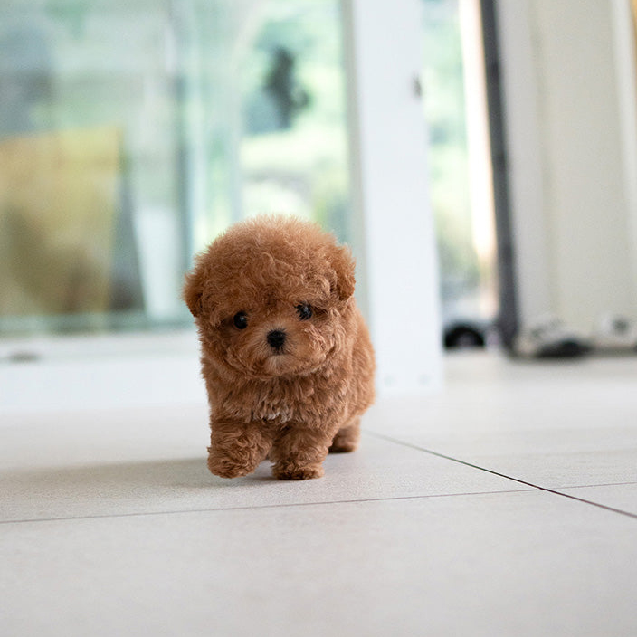 Oliver Poodle puppy - Image 2