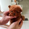 Bella Poodle Puppy