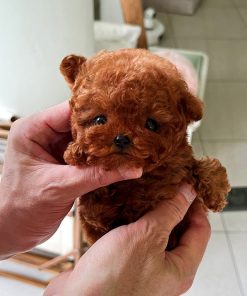Bella Poodle Puppy