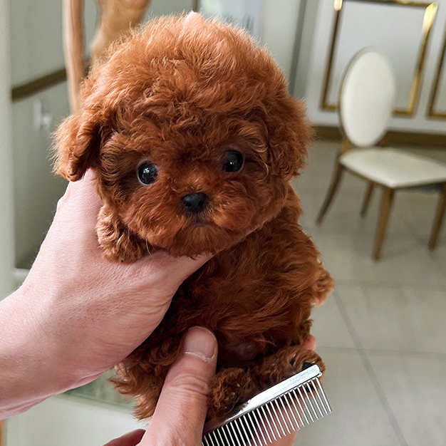 Teddy Poodle puppy - Image 3