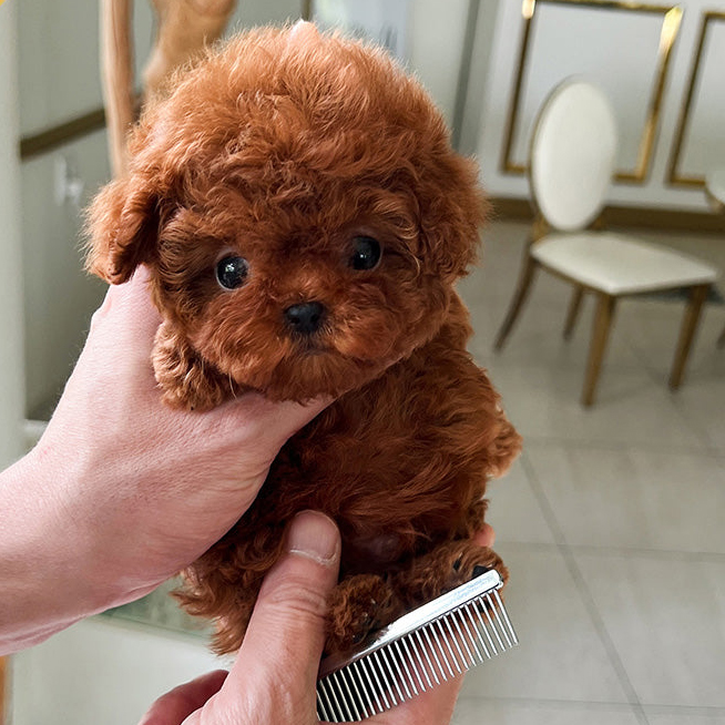Teddy Poodle puppy - Image 4