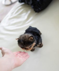 Alternative view of Rudy Yorkie puppy