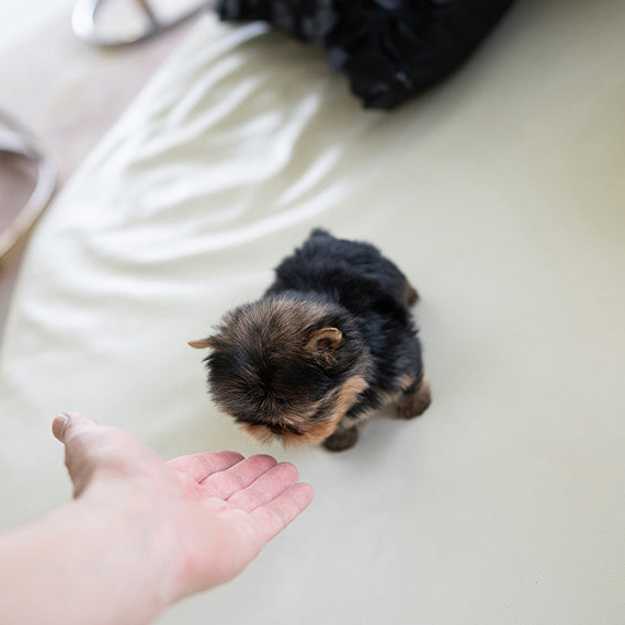 Rudy Yorkie puppy - Image 2