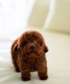 Alternative view of Max Poodle Puppy