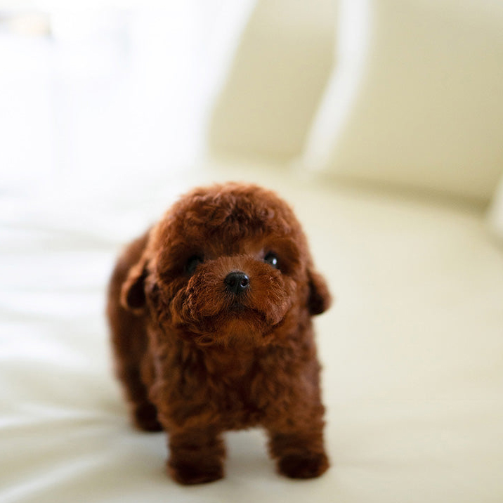 Max Poodle Puppy - Image 2