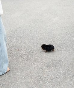 Alternative view of Suzie Yorkie puppy