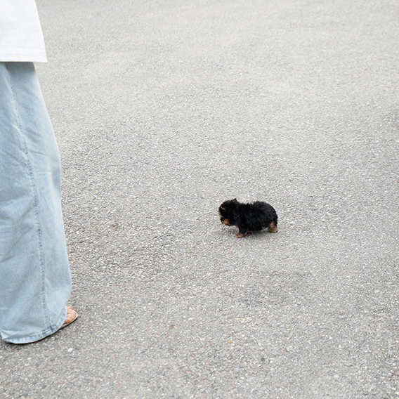 Suzie Yorkie puppy - Image 2