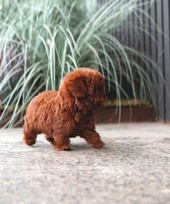 Alternative view of Daisy Poodle Puppy