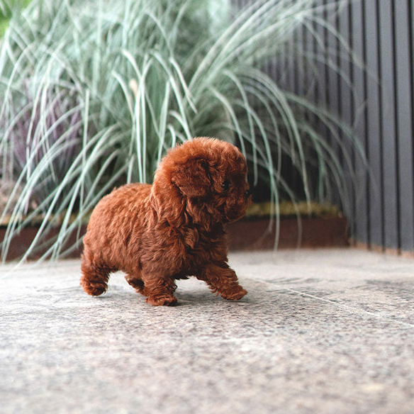 Daisy Poodle Puppy - Image 2
