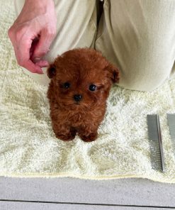 Alternative view of Rosie Poodle puppy