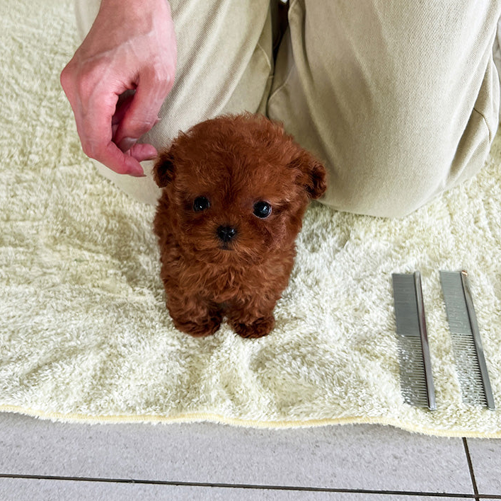 Rosie Poodle puppy - Image 2