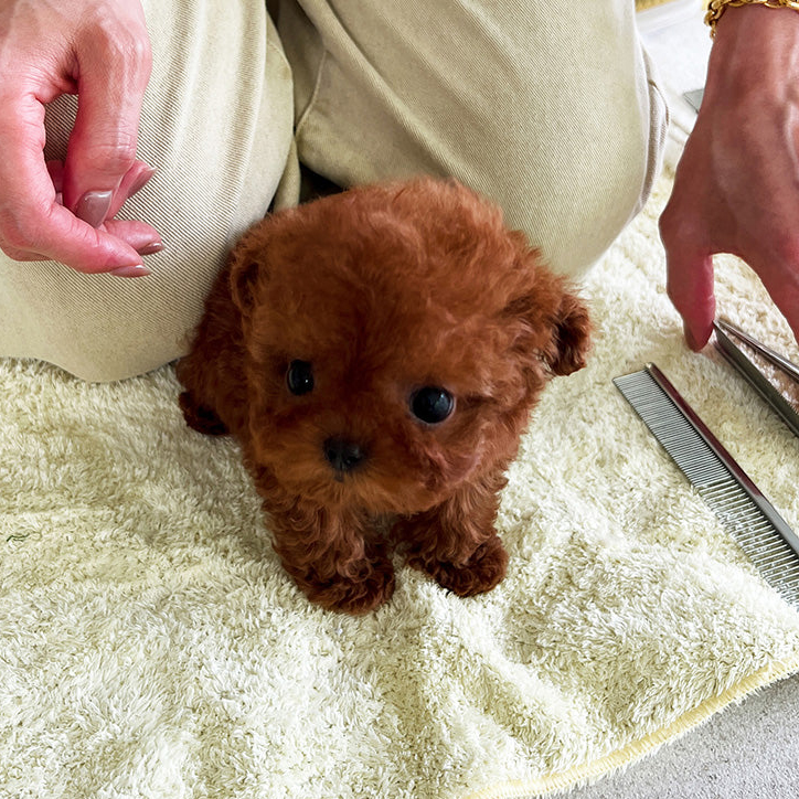 Rosie Poodle puppy - Image 3