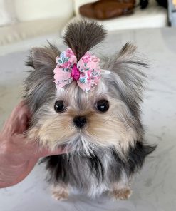 Alternative view of Josie Yorkie puppy