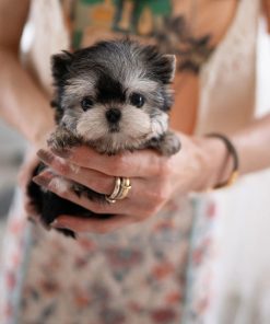 Alternative view of Kayla Yorkie puppy