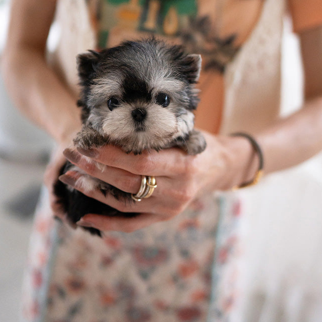 Kayla Yorkie puppy - Image 2
