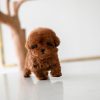 Milo Poodle puppy