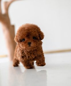 Milo Poodle puppy