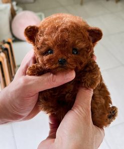 Alternative view of Bella Poodle Puppy