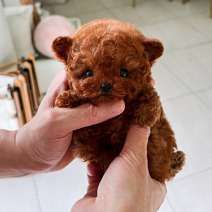 Bella Poodle Puppy - Image 2