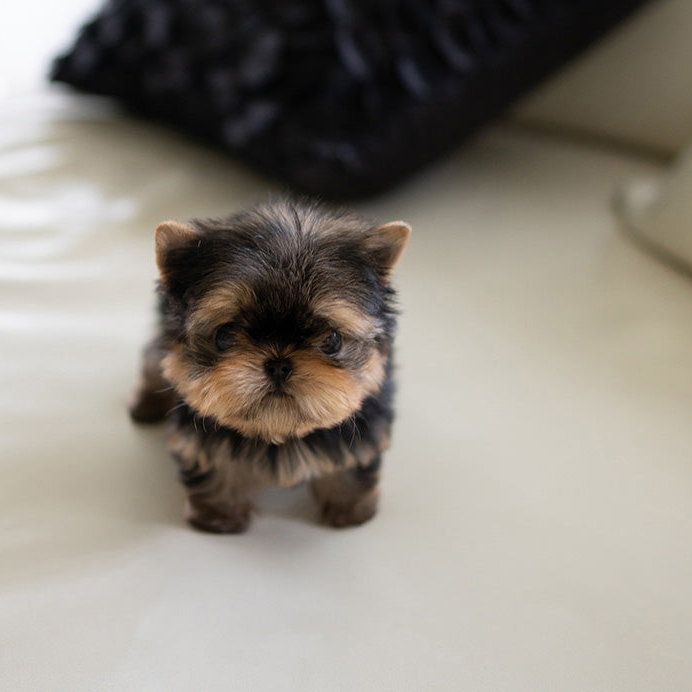 Rudy Yorkie puppy - Image 3