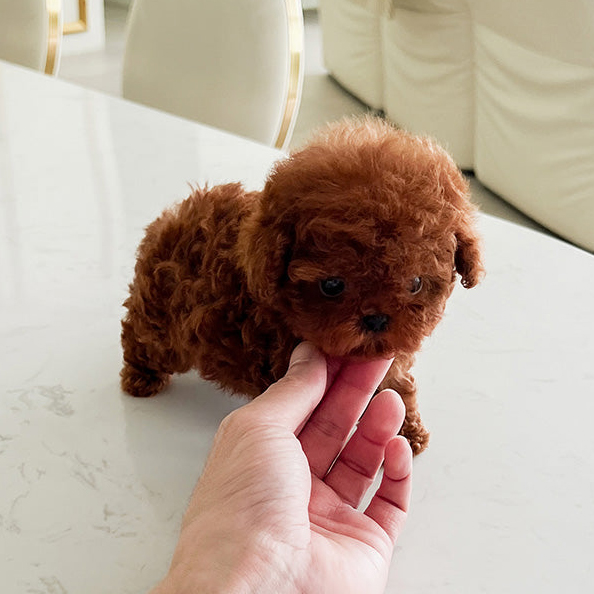 Teddy Poodle puppy - Image 2