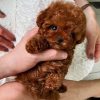 Charlie Poodle puppy