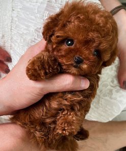 Charlie Poodle puppy