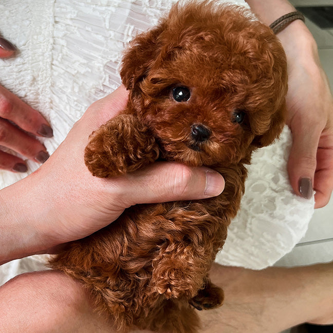 Charlie Poodle puppy