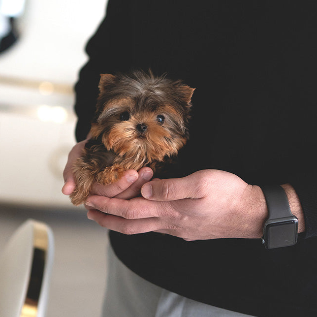 Sam Yorkie puppy - Image 4