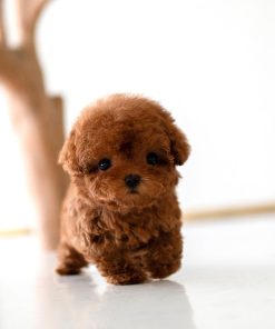 Alternative view of Milo Poodle puppy