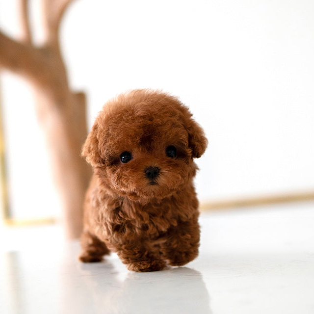 Milo Poodle puppy - Image 2