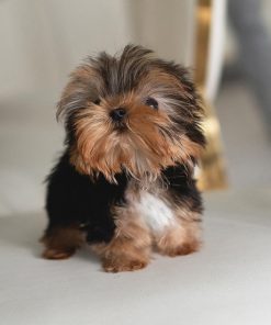 Alternative view of Sam Yorkie puppy