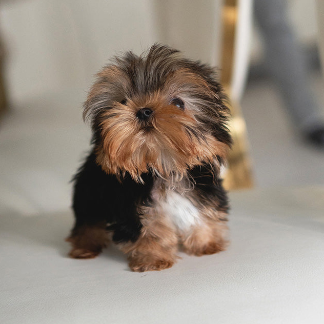 Sam Yorkie puppy - Image 2