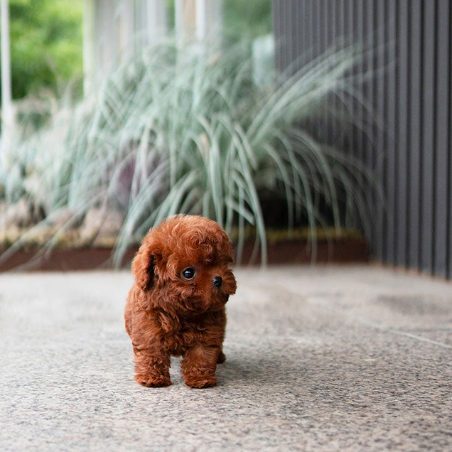 Daisy Poodle Puppy - Image 3