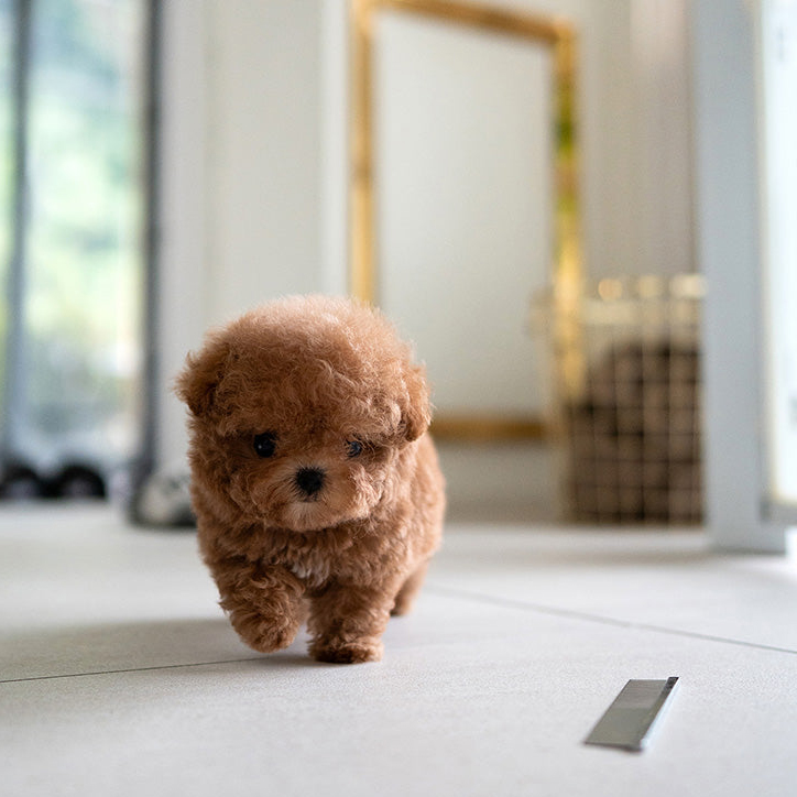 Oliver Poodle puppy - Image 3