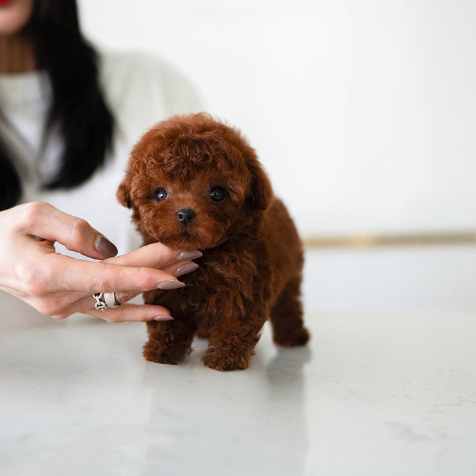 Max Poodle Puppy - Image 3