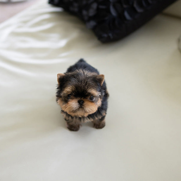 Rudy Yorkie puppy - Image 4