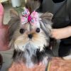 Josie Yorkie puppy