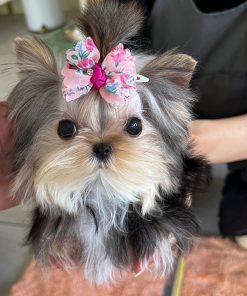 Josie Yorkie puppy