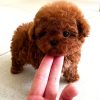 Teddy Poodle puppy