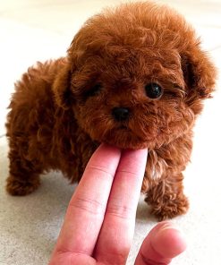 Teddy Poodle puppy