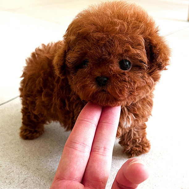 Teddy Poodle puppy