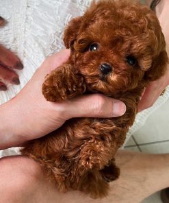 Alternative view of Charlie Poodle puppy