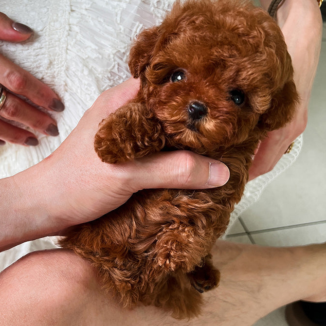 Charlie Poodle puppy - Image 2