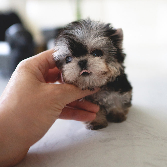 Kayla Yorkie puppy - Image 3