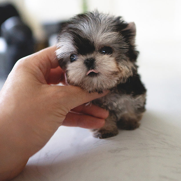 Kayla Yorkie puppy