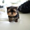 Rudy Yorkie puppy
