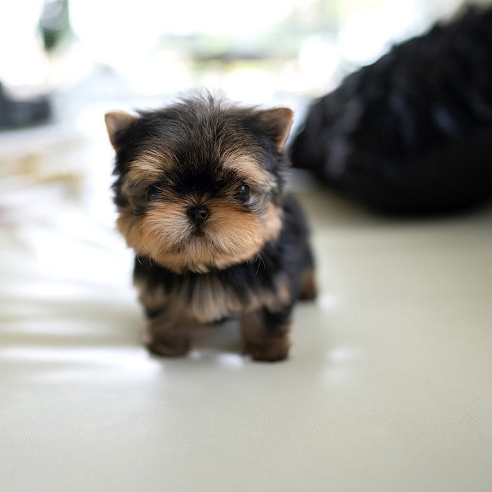 Rudy Yorkie puppy