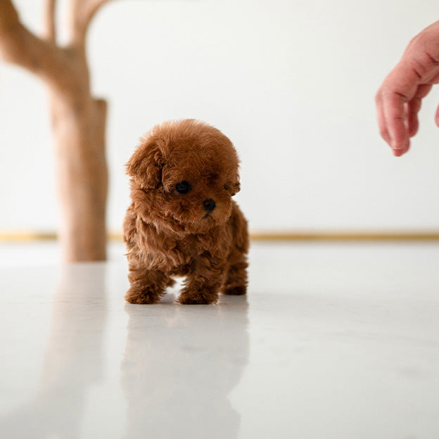 Milo Poodle puppy - Image 3